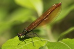 Blauflgel-Prachtlibelle (Calopteryx virgo)