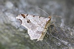 Dunkelgrauer Eckfl�gelspanner (Macaria alternata)