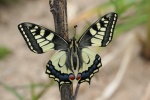 Schwalbenschwanz (Papilio machaon)