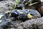 Waldmistkfer (Anoplotrupes stercorosus)