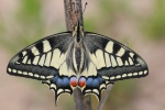 Schwalbenschwanz (Papilio machaon)