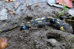 Waldmistkfer (Anoplotrupes stercorosus)