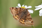 Braune Tageule (Euclidia glyphica)