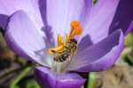 Honigbiene (Apis mellifica)