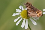 Braune Tageule (Euclidia glyphica)