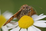 Braune Tageule (Euclidia glyphica)