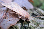 Rtlichgelbe Herbsteule (Agrochola circellaris)