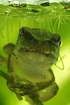 Laubfrosch (Hyla arborea)