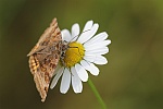 Braune Tageule (Euclidia glyphica)