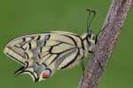 Schwalbenschwanz (Papilio machaon)