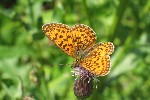 Braunfleckiger Perlmutterfalter (Boloria selene)