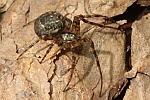 Herbstspinne (Metellina merianae)