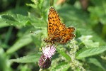 Braunfleckiger Perlmutterfalter (Boloria selene)