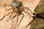 Herbstspinne (Metellina merianae)