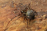 Herbstspinne (Metellina merianae)