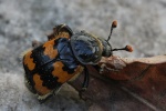 Gemeiner Totengr�ber (Nicrophorus vespillo)