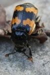 Gemeiner Totengr�ber (Nicrophorus vespillo)