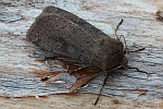 Rotbraune Frhlings-Bodeneule (Cerastis rubricosa)