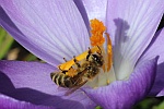 Honigbiene (Apis mellifica)