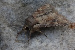 Ackerrand-Grasb�scheleule (Apamea sordens)