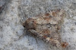 Ackerrand-Grasb�scheleule (Apamea sordens)