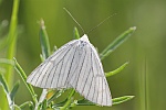 Hartheuspanner (Siona lineata)