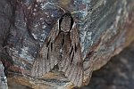 Kiefernschw�rmer (Sphinx pinastri)