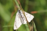 Hartheuspanner (Siona lineata)
