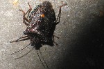 Rotbeinige Baumwanze (Pentatoma rufipes)