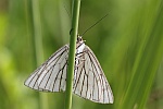 Hartheuspanner (Siona lineata)