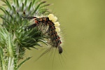 Schlehen-Brstenspinner (Orgyia antiqua)