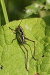 Rösels Beißschrecke (Metrioptera roeselii)
