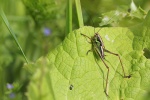 Rsels Beischrecke (Metrioptera roeselii)