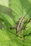 Rsels Beischrecke (Metrioptera roeselii)