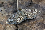 Holunderz�nsler (Anania coronata)
