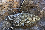 Holunderz�nsler (Anania coronata)