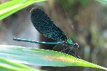 Blauflgel-Prachtlibelle (Calopteryx virgo)