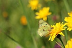 Goldene Acht (Colias hyale)
