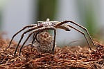 Raubspinne (Pisaura mirabilis)