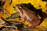 Moorfrosch (Rana arvalis)