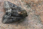 Striegel-Halmeulchen