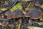 Gurkenschnitzling (Macrocystidia cucumis)