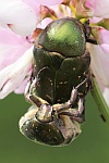 Rosenkäfer (Protaetia metallica)
