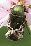 Kupfer-Rosenkfer (Protaetia cuprea)