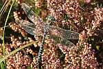 Hochmoor-Mosaikjungfer (Aeshna subarctica)