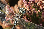 Hochmoor-Mosaikjungfer (Aeshna subarctica)