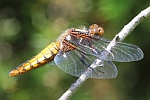 Plattbauch (Libellula depressa)