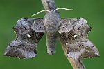 Pappelschw�rmer (Laothoe populi)