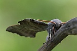 Pappelschw�rmer (Laothoe populi)