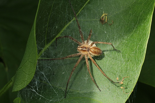 Raubspinne (Pisaura mirabilis)